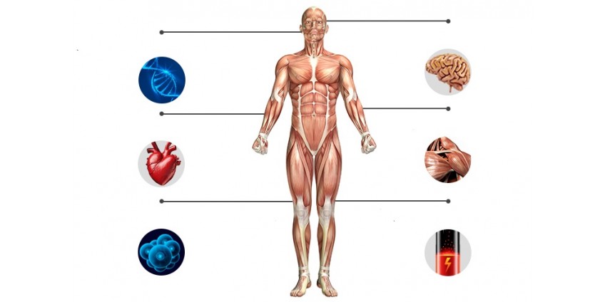 KÄNN DIG 15 ÅR YNGRE PÅ BARA 8 VECKOR MED DEN HÄR ANTI AGING-FORMULAN!